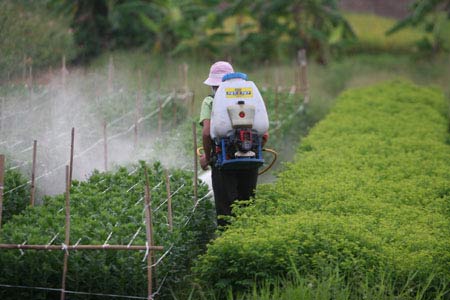 Ám ảnh với rau ngót 'tắm' thuốc kích thích, dầu ăn ép từ… lốp xe - nấu món ngon